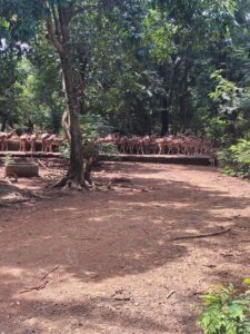 WhatsApp Image 2025-09-28 at 9.39.16 AM